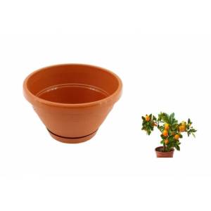 Ghiveci lalea 27cm